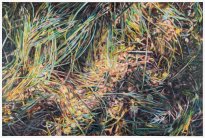 Hjördis Baacke: Darer Wald, 2026, Öl auf Leinwand, 100 x 150 cm, 4300 Euro