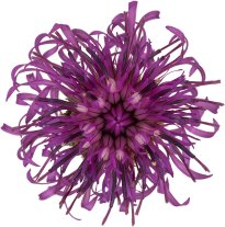 Hans-Christian Schink: #100 Skabiosen Flockenblume, Pigmentprint auf Hahnemühle Bütten, gerahmt mit Museumsglas, Ed. 5 + 2 AP Format 75 x 65 cm, 5000 Euro