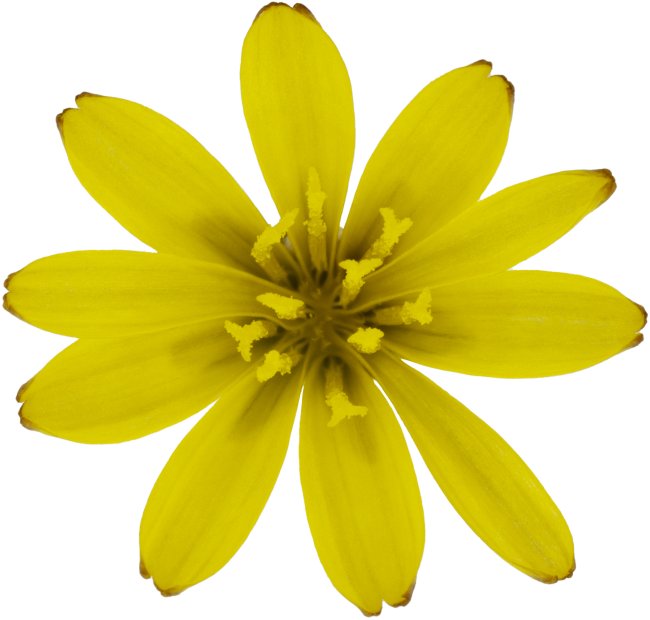 Hans-Christian Schink: #101 Stachel Lattich, Pigmentprint auf Hahnemühle Bütten, gerahmt mit Museumsglas, Ed. 5 + 2 AP Format 75 x 65 cm, 5000 Euro