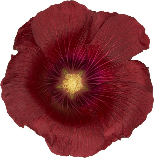 Hans-Christian Schink: #102 Stockrose, Pigmentprint auf Hahnemühle Bütten, gerahmt mit Museumsglas, Ed. 5 + 2 AP Format 75 x 65 cm, 5000 Euro