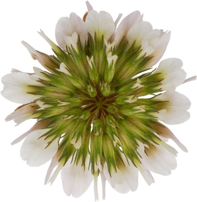 Hans-Christian Schink: #103 Weißklee, Pigmentprint auf Hahnemühle Bütten, gerahmt mit Museumsglas, Ed. 5 + 2 AP Format 75 x 65 cm, 5000 Euro