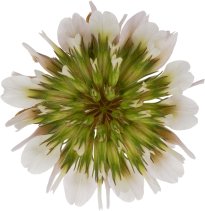 Hans-Christian Schink: #103 Weißklee, Pigmentprint auf Hahnemühle Bütten, gerahmt mit Museumsglas, Ed. 5 + 2 AP Format 75 x 65 cm, 5000 Euro