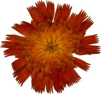 Hans-Christian Schink: #104 Orangerotes Habichtkraut, Pigmentprint auf Hahnemühle Bütten, gerahmt mit Museumsglas, Ed. 5 + 2 AP Format 75 x 65 cm, 5000 Euro