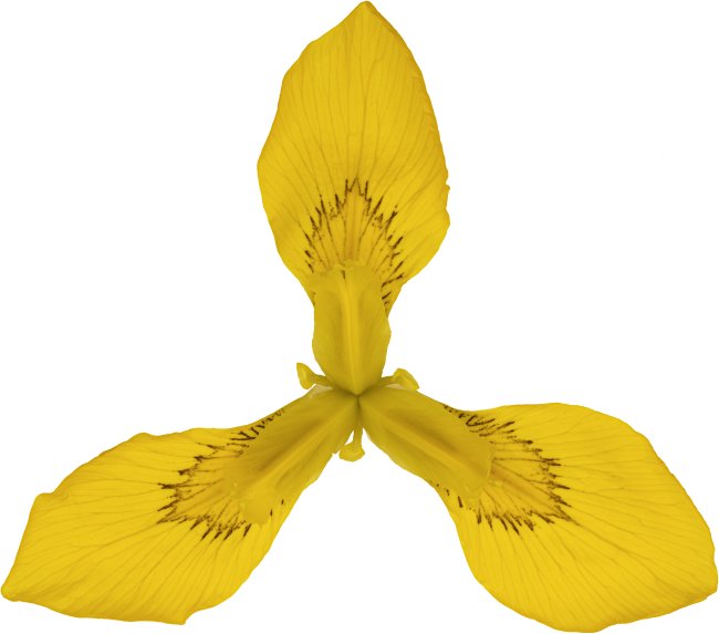 Hans-Christian Schink: #105 Sumpf Schwertlilie, Pigmentprint auf Hahnemühle Bütten, gerahmt mit Museumsglas, Ed. 5 + 2 AP Format 75 x 65 cm, 5000 Euro