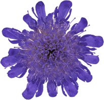 Hans-Christian Schink: #106 Tauben Skabiose, Pigmentprint auf Hahnemühle Bütten, gerahmt mit Museumsglas, Ed. 5 + 2 AP Format 75 x 65 cm, 5000 Euro