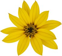 Hans-Christian Schink: #107 Topinambur, Pigmentprint auf Hahnemühle Bütten, gerahmt mit Museumsglas, Ed. 5 + 2 AP Format 75 x 65 cm, 5000 Euro