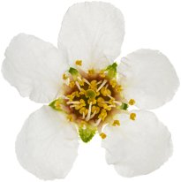 Hans-Christian Schink: #108 Traubenkirsche, Pigmentprint auf Hahnemühle Bütten, gerahmt mit Museumsglas, Ed. 5 + 2 AP Format 75 x 65 cm, 5000 Euro