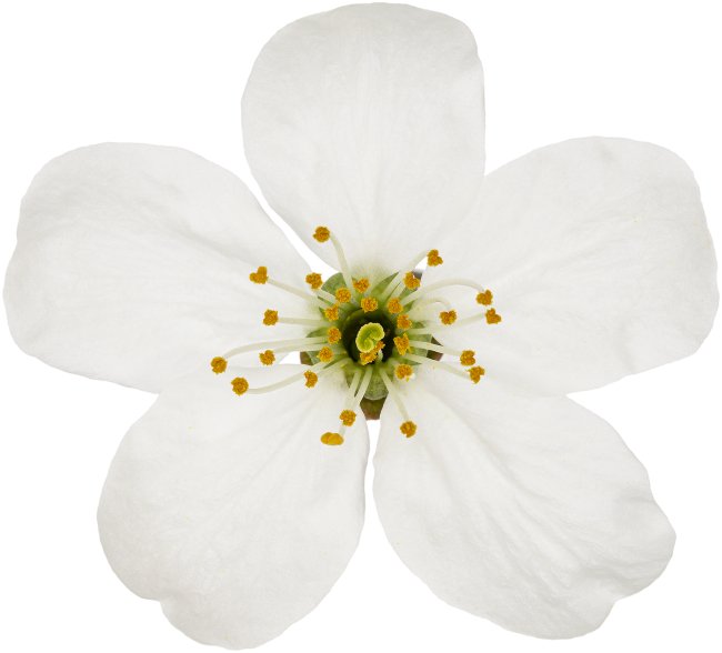 Hans-Christian Schink: #109 Vogelkirsche, Pigmentprint auf Hahnemühle Bütten, gerahmt mit Museumsglas, Ed. 5 + 2 AP Format 75 x 65 cm, 5000 Euro