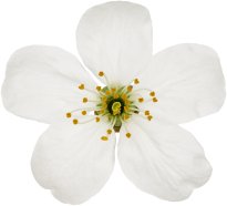 Hans-Christian Schink: #109 Vogelkirsche, Pigmentprint auf Hahnemühle Bütten, gerahmt mit Museumsglas, Ed. 5 + 2 AP Format 75 x 65 cm, 5000 Euro