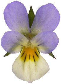 Hans-Christian Schink: #10 Acker Stiefmütterchen, Pigmentprint auf Hahnemühle Bütten, gerahmt mit Museumsglas, Ed. 5 + 2 AP Format 75 x 65 cm, 5000 Euro