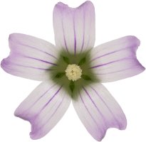 Hans-Christian Schink: #110 Wegmalve, Pigmentprint auf Hahnemühle Bütten, gerahmt mit Museumsglas, Ed. 5 + 2 AP Format 75 x 65 cm, 5000 Euro