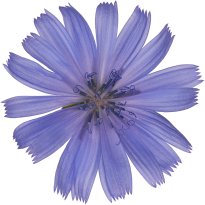 Hans-Christian Schink: #111 Wegwarte, Pigmentprint auf Hahnemühle Bütten, gerahmt mit Museumsglas, Ed. 5 + 2 AP Format 75 x 65 cm, 5000 Euro