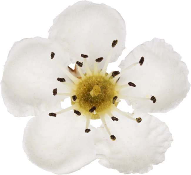 Hans-Christian Schink: #112 Weißdorn, Pigmentprint auf Hahnemühle Bütten, gerahmt mit Museumsglas, Ed. 5 + 2 AP Format 75 x 65 cm, 5000 Euro