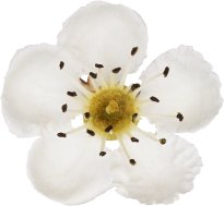 Hans-Christian Schink: #112 Weißdorn, Pigmentprint auf Hahnemühle Bütten, gerahmt mit Museumsglas, Ed. 5 + 2 AP Format 75 x 65 cm, 5000 Euro