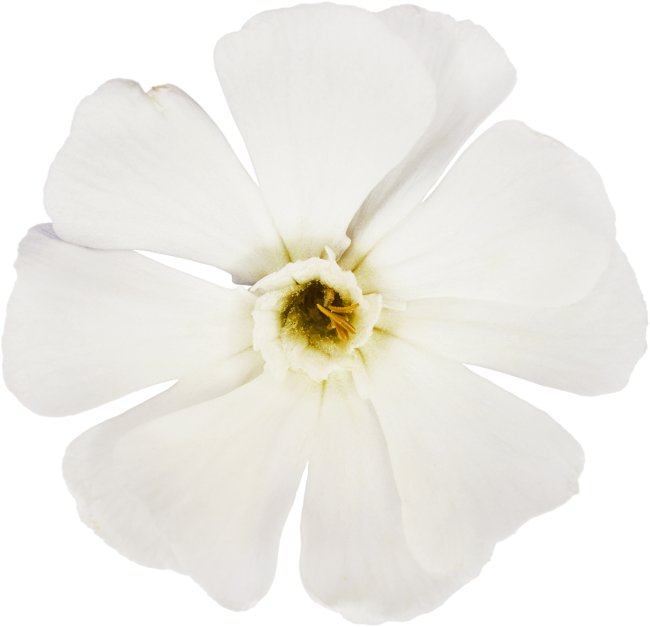 Hans-Christian Schink: #114 weiße Lichtnelke, Pigmentprint auf Hahnemühle Bütten, gerahmt mit Museumsglas, Ed. 5 + 2 AP Format 75 x 65 cm, 5000 Euro