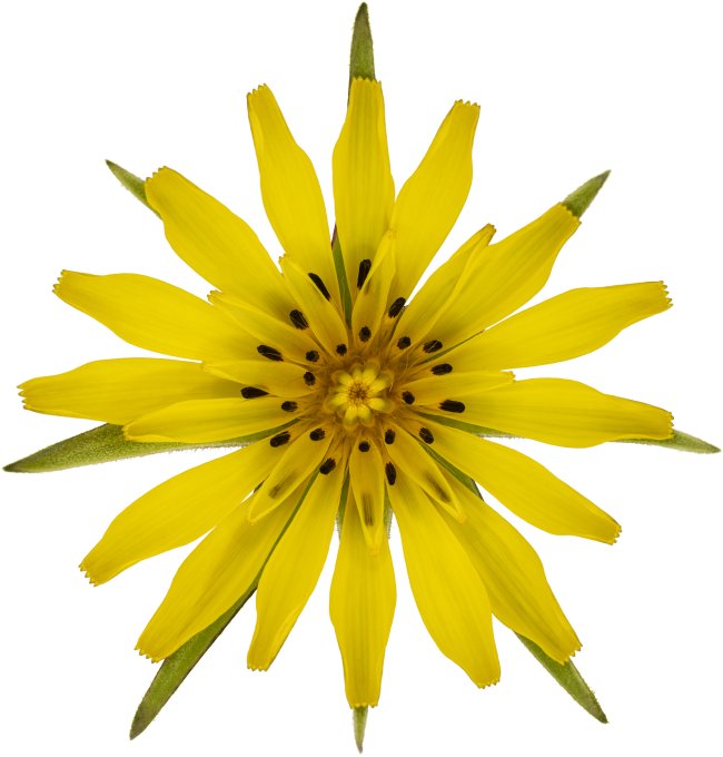 Hans-Christian Schink: #115 Wiesen Bocksbart, Pigmentprint auf Hahnemühle Bütten, gerahmt mit Museumsglas, Ed. 5 + 2 AP Format 75 x 65 cm, 5000 Euro