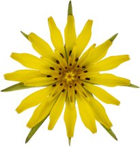 Hans-Christian Schink: #115 Wiesen Bocksbart, Pigmentprint auf Hahnemühle Bütten, gerahmt mit Museumsglas, Ed. 5 + 2 AP Format 75 x 65 cm, 5000 Euro