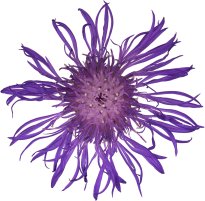 Hans-Christian Schink: #116 Wiesen Flockenblume, Pigmentprint auf Hahnemühle Bütten, gerahmt mit Museumsglas, Ed. 5 + 2 AP Format 75 x 65 cm, 5000 Euro