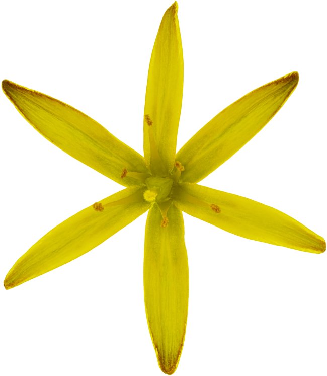 Hans-Christian Schink: #117 Wiesen Gelbstern, Pigmentprint auf Hahnemühle Bütten, gerahmt mit Museumsglas, Ed. 5 + 2 AP Format 75 x 65 cm, 5000 Euro