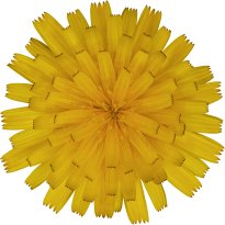 Hans-Christian Schink: #118 Wiesen Pippau, Pigmentprint auf Hahnemühle Bütten, gerahmt mit Museumsglas, Ed. 5 + 2 AP Format 75 x 65 cm, 5000 Euro