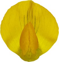 Hans-Christian Schink: #119 Wiesen Platterbse, Pigmentprint auf Hahnemühle Bütten, gerahmt mit Museumsglas, Ed. 5 + 2 AP Format 75 x 65 cm, 5000 Euro