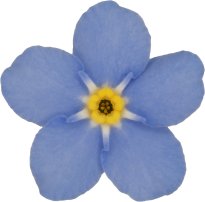 Hans-Christian Schink: #11 Acker Vergissmeinnicht, Pigmentprint auf Hahnemühle Bütten, gerahmt mit Museumsglas, Ed. 5 + 2 AP Format 75 x 65 cm, 5000 Euro