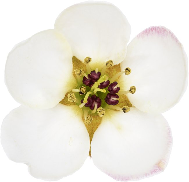 Hans-Christian Schink: #121 Wildbirne, Pigmentprint auf Hahnemühle Bütten, gerahmt mit Museumsglas, Ed. 5 + 2 AP Format 75 x 65 cm, 5000 Euro