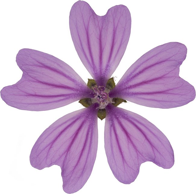 Hans-Christian Schink: #122 Wilde Malve, Pigmentprint auf Hahnemühle Bütten, gerahmt mit Museumsglas, Ed. 5 + 2 AP Format 75 x 65 cm, 5000 Euro