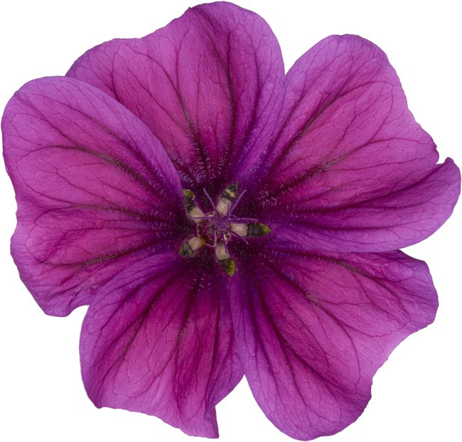 Hans-Christian Schink: #123 Wilde Malve 2, Pigmentprint auf Hahnemühle Bütten, gerahmt mit Museumsglas, Ed. 5 + 2 AP Format 75 x 65 cm, 5000 Euro