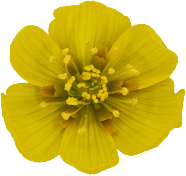 Hans-Christian Schink: #124 Winterling, Pigmentprint auf Hahnemühle Bütten, gerahmt mit Museumsglas, Ed. 5 + 2 AP Format 75 x 65 cm, 5000 Euro