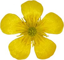 Hans-Christian Schink: #125 Sumpfdotterblume, Pigmentprint auf Hahnemühle Bütten, gerahmt mit Museumsglas, Ed. 5 + 2 AP Format 75 x 65 cm, 5000 Euro