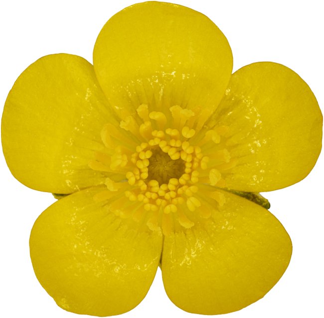 Hans-Christian Schink: #126 Wolliger Hahnenfuß, Pigmentprint auf Hahnemühle Bütten, gerahmt mit Museumsglas, Ed. 5 + 2 AP Format 75 x 65 cm, 5000 Euro