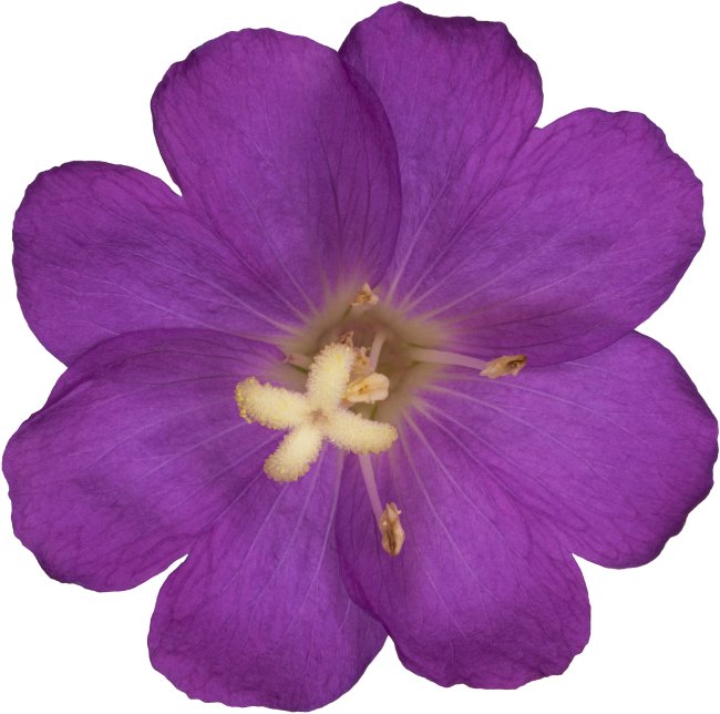 Hans-Christian Schink: #127 Zottiges Weidenröschen, Pigmentprint auf Hahnemühle Bütten, gerahmt mit Museumsglas, Ed. 5 + 2 AP Format 75 x 65 cm, 5000 Euro