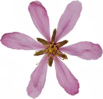 Hans-Christian Schink: #128 Zwerg Mandel, Pigmentprint auf Hahnemühle Bütten, gerahmt mit Museumsglas, Ed. 5 + 2 AP Format 75 x 65 cm, 5000 Euro