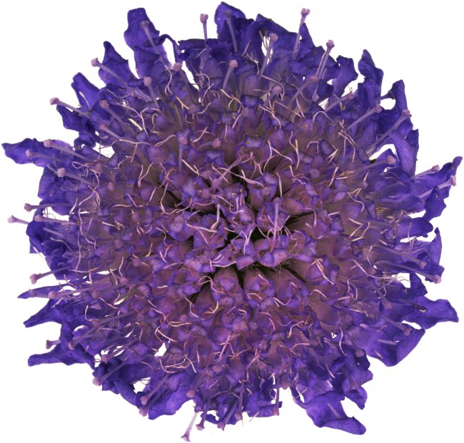 Hans-Christian Schink: #12 Acker Witwenblume, Pigmentprint auf Hahnemühle Bütten, gerahmt mit Museumsglas, Ed. 5 + 2 AP Format 75 x 65 cm, 5000 Euro