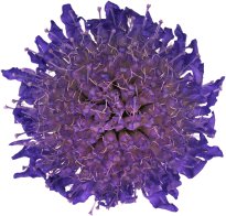 Hans-Christian Schink: #12 Acker Witwenblume, Pigmentprint auf Hahnemühle Bütten, gerahmt mit Museumsglas, Ed. 5 + 2 AP Format 75 x 65 cm, 5000 Euro