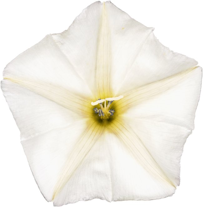 Hans-Christian Schink: #14 Ackerwinde 2, Pigmentprint auf Hahnemühle Bütten, gerahmt mit Museumsglas, Ed. 5 + 2 AP Format 75 x 65 cm, 5000 Euro