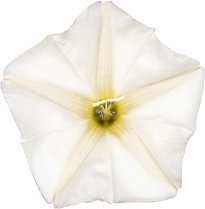 Hans-Christian Schink: #14 Ackerwinde 2, Pigmentprint auf Hahnemühle Bütten, gerahmt mit Museumsglas, Ed. 5 + 2 AP Format 75 x 65 cm, 5000 Euro