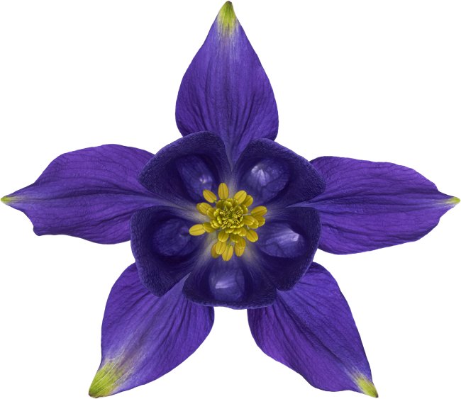 Hans-Christian Schink: #15 Akelei, Pigmentprint auf Hahnemühle Bütten, gerahmt mit Museumsglas, Ed. 5 + 2 AP Format 75 x 65 cm, 5000 Euro