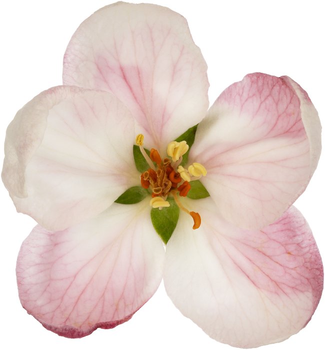 Hans-Christian Schink: #16 Apfel, Pigmentprint auf Hahnemühle Bütten, gerahmt mit Museumsglas, Ed. 5 + 2 AP Format 75 x 65 cm, 5000 Euro