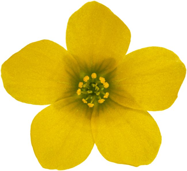 Hans-Christian Schink: #17 aufrechter Sauerklee, Pigmentprint auf Hahnemühle Bütten, gerahmt mit Museumsglas, Ed. 5 + 2 AP Format 75 x 65 cm, 5000 Euro