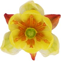 Hans-Christian Schink: #18 Berberitze, Pigmentprint auf Hahnemühle Bütten, gerahmt mit Museumsglas, Ed. 5 + 2 AP Format 75 x 65 cm, 5000 Euro