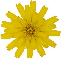 Hans-Christian Schink: #19 Bitterkraut, Pigmentprint auf Hahnemühle Bütten, gerahmt mit Museumsglas, Ed. 5 + 2 AP Format 75 x 65 cm, 5000 Euro