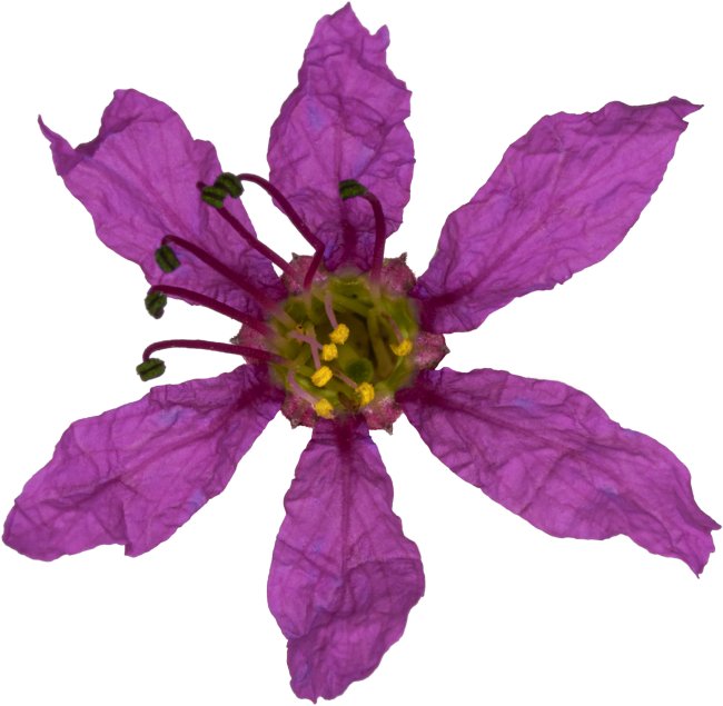 Hans-Christian Schink: #20 Blutweiderich, Pigmentprint auf Hahnemühle Bütten, gerahmt mit Museumsglas, Ed. 5 + 2 AP Format 75 x 65 cm, 5000 Euro