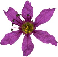 Hans-Christian Schink: #20 Blutweiderich, Pigmentprint auf Hahnemühle Bütten, gerahmt mit Museumsglas, Ed. 5 + 2 AP Format 75 x 65 cm, 5000 Euro