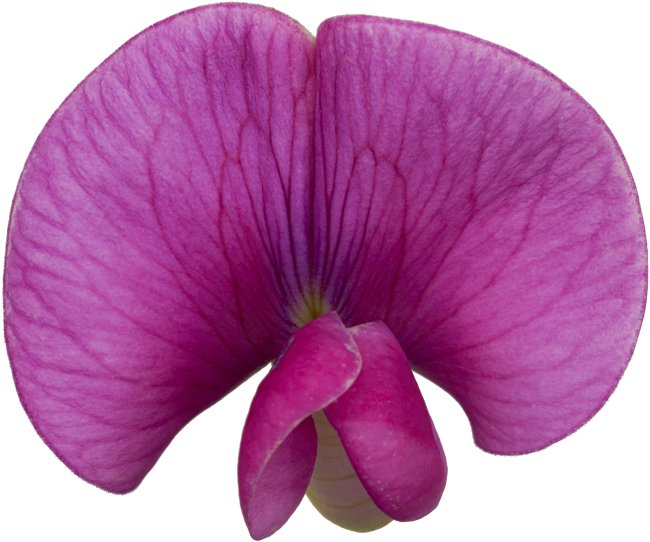 Hans-Christian Schink: #21 breitblättrige Platterbse, Pigmentprint auf Hahnemühle Bütten, gerahmt mit Museumsglas, Ed. 5 + 2 AP Format 75 x 65 cm, 5000 Euro