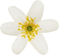 Hans-Christian Schink: #22 Buschwindröschen, Pigmentprint auf Hahnemühle Bütten, gerahmt mit Museumsglas, Ed. 5 + 2 AP Format 75 x 65 cm, 5000 Euro