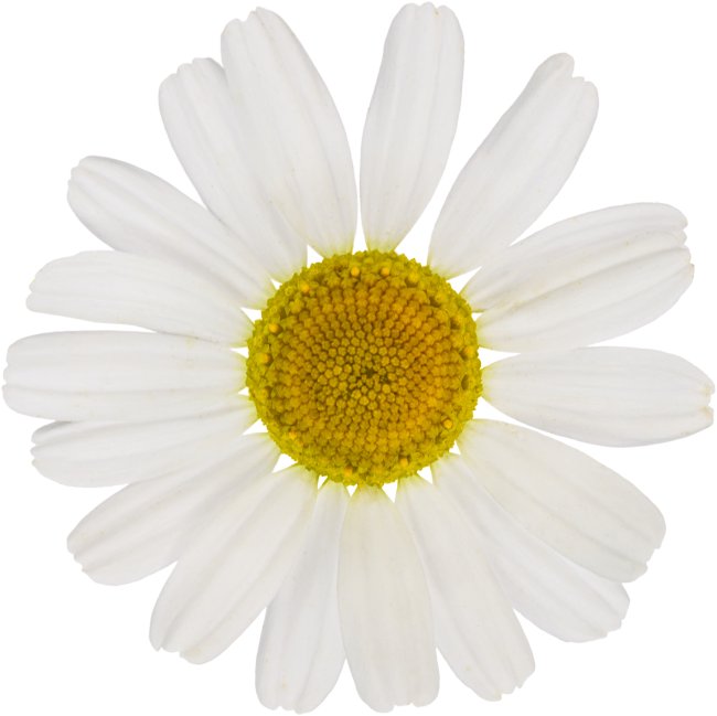 Hans-Christian Schink: #23 echte Kamille, Pigmentprint auf Hahnemühle Bütten, gerahmt mit Museumsglas, Ed. 5 + 2 AP Format 75 x 65 cm, 5000 Euro