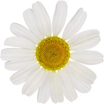 Hans-Christian Schink: #23 echte Kamille, Pigmentprint auf Hahnemühle Bütten, gerahmt mit Museumsglas, Ed. 5 + 2 AP Format 75 x 65 cm, 5000 Euro