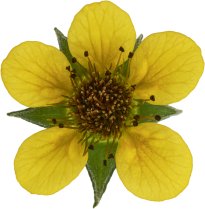 Hans-Christian Schink: #24 echte Nelkenwurz, Pigmentprint auf Hahnemühle Bütten, gerahmt mit Museumsglas, Ed. 5 + 2 AP Format 75 x 65 cm, 5000 Euro